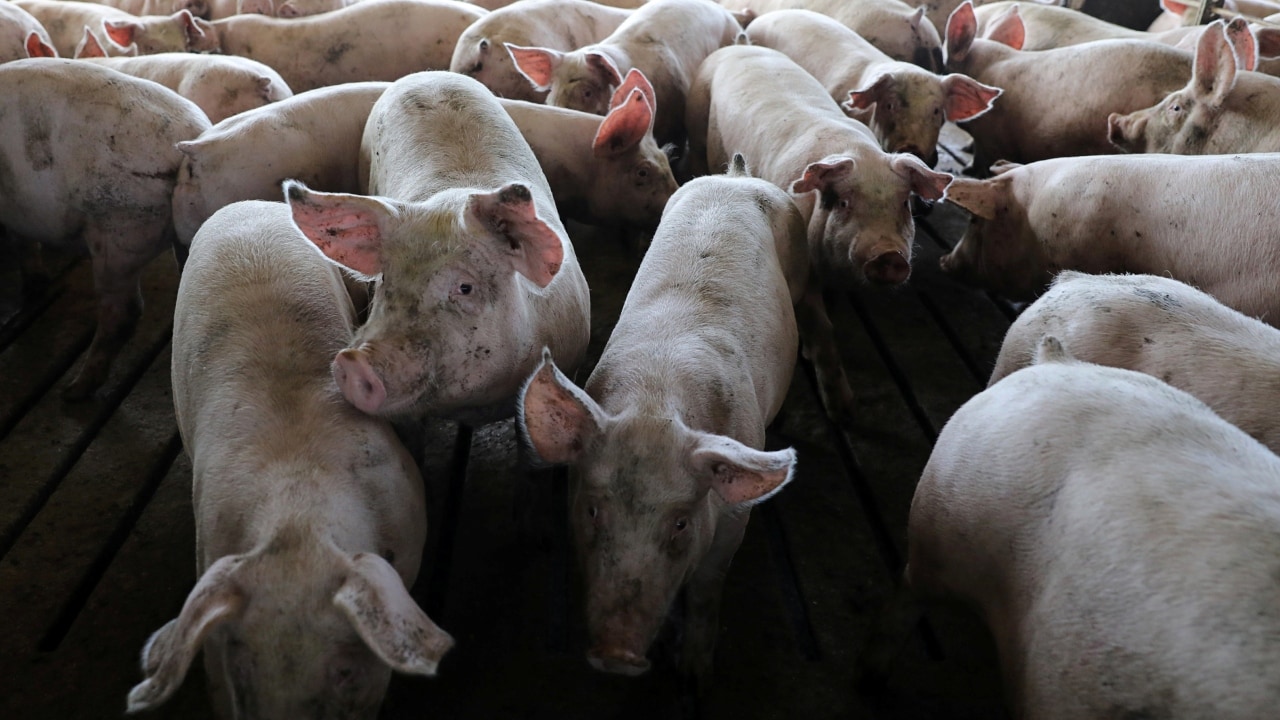 Four-month-old pigs in a finishing barn are seen at Wessling Farms near Grand Junction, Iowa, U.S., July 5, 2018