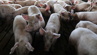 UN holds emergency meet to tackle African swine fever outbreak across Asia