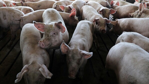 UN holds emergency meet to tackle African swine fever outbreak across Asia