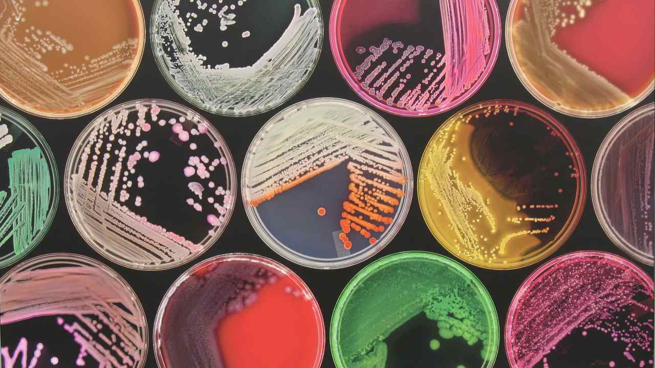 Breakthrough test for infections looks for all known harmful bacteria at once Breakthrough test for infections looks for all known harmful bacteria at once