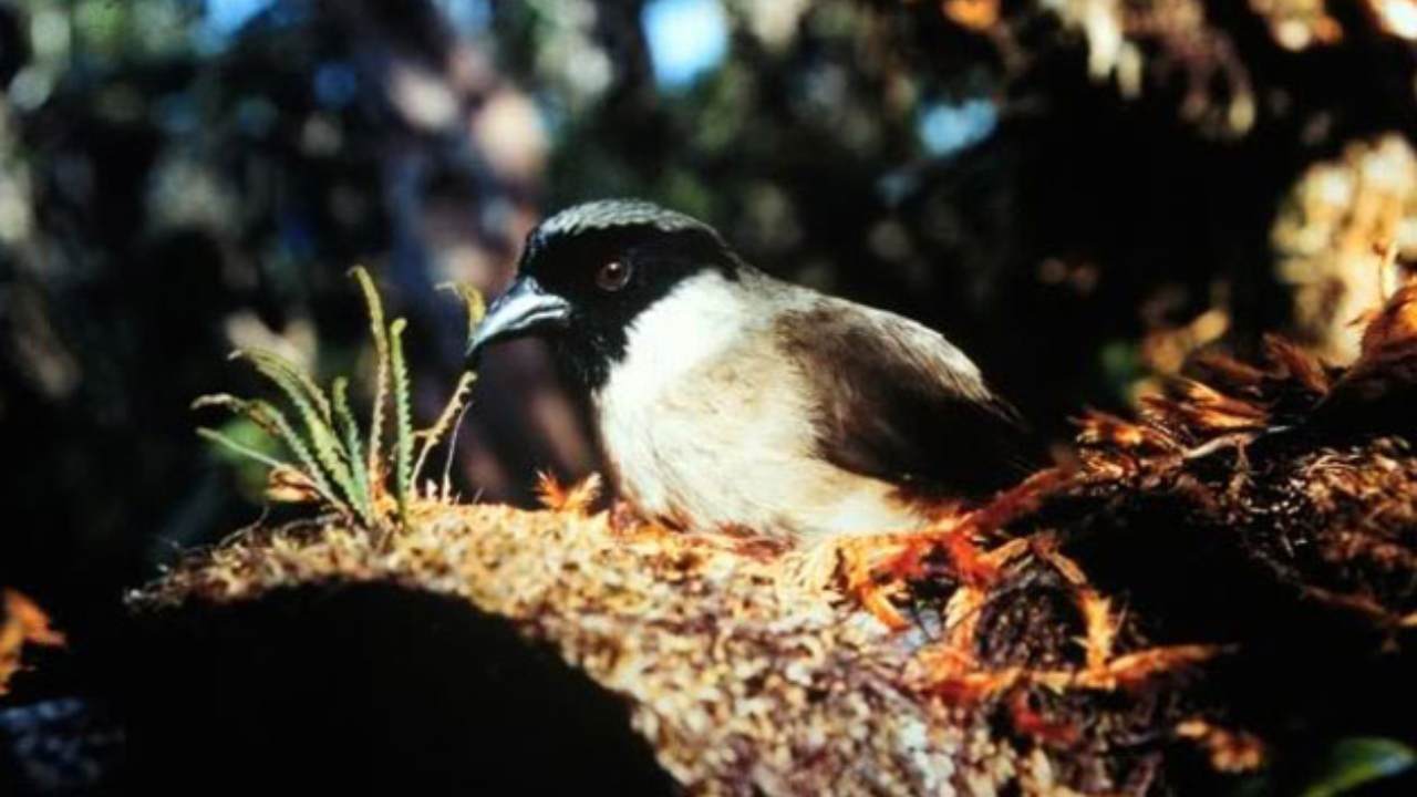 A po'ouli in happier times. Image courtesy: US Fish and Wildlife Service