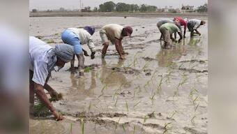 Punjab labour shortage: Rising scarcity of farm workers pushes up production cost, inclination towards machine farming