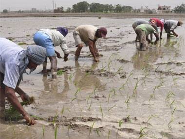 Punjab labour shortage: Rising scarcity of farm workers pushes up production cost, inclination towards machine farming