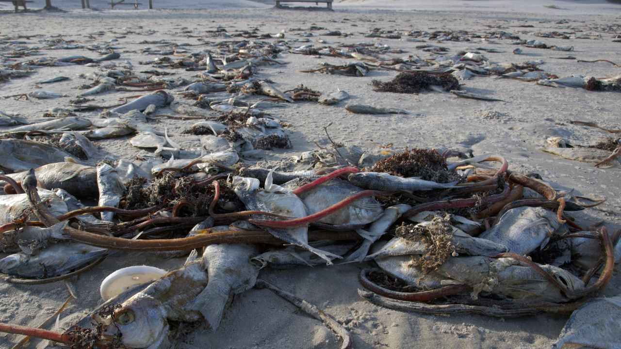 Dead dolphins and seals wash up on Florida shore in unusually large ...