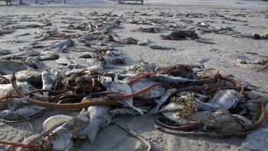 Dead dolphins and seals wash up on Florida shore in unusually large numbers