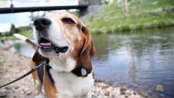 CRISPR gene-editing successfully stops muscle-eating disease in young dogs