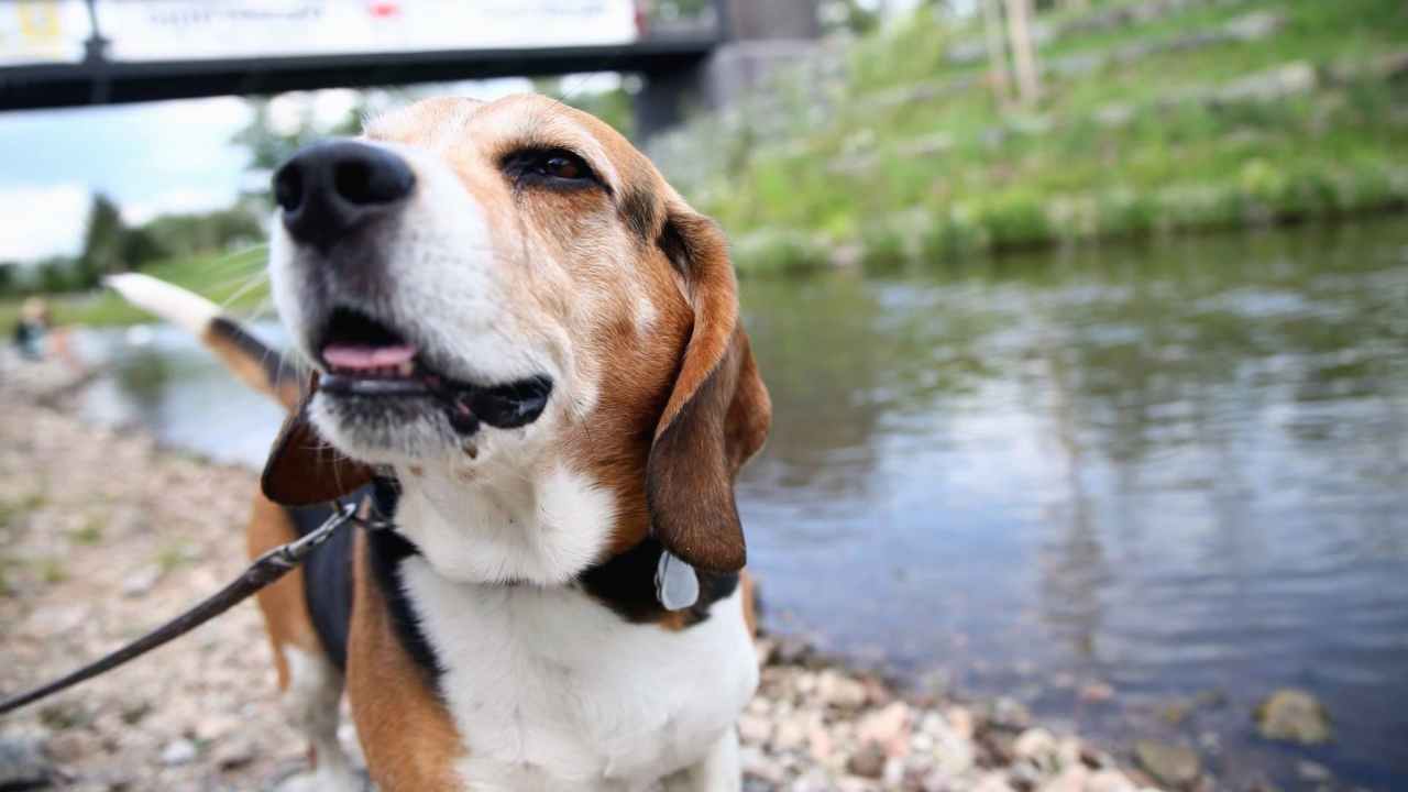 CRISPR gene-editing successfully stops muscle-eating disease in young dogs CRISPR gene-editing successfully stops muscle-eating disease in young dogs