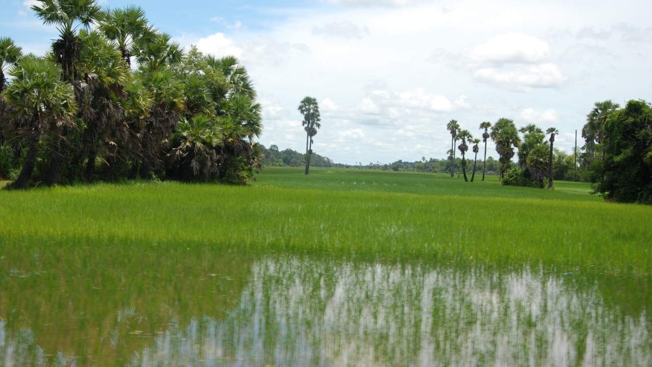 Rice paddies give out twice as much in greenhouse gases than previously thought Rice paddies give out twice as much in greenhouse gases than previously thought