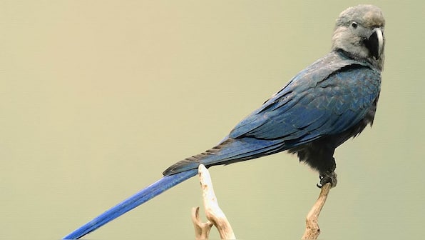 Eight bird species were wiped out this decade and likely extinct, finds new study