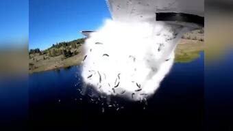 Oh fish! Utah Division of Wildlife Resources uses a bizarre technique to restock its lakes