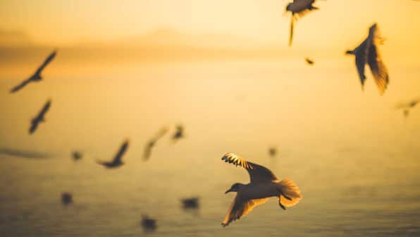 Self-flying glider uses machine learning to navigate air currents, soar like birds