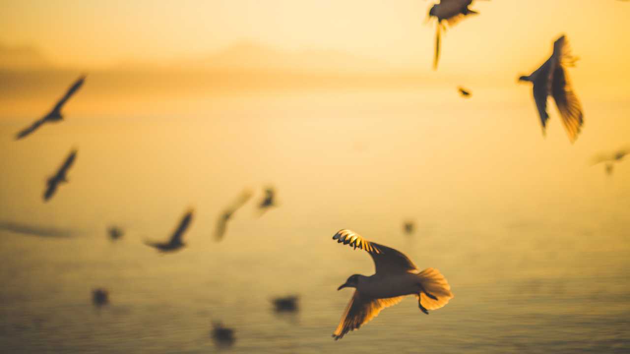 Self-flying glider uses machine learning to navigate air currents, soar like birds Self-flying glider uses machine learning to navigate air currents, soar like birds