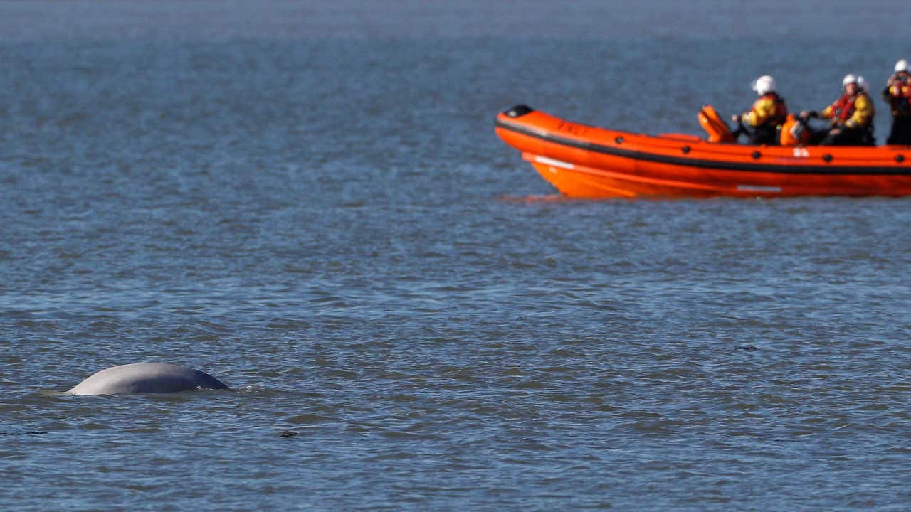 A Beluga whale swims in the River Thames near Gravesend, east of London, Britain, September 26, 2018. REUTERS/Peter Nicholls - RC115224CD80