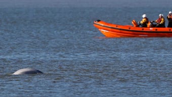 Arctic Beluga whale spotted in unlikely sighting, swimming in River Thames estuary