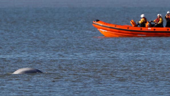 Arctic Beluga whale spotted in unlikely sighting, swimming in River Thames estuary