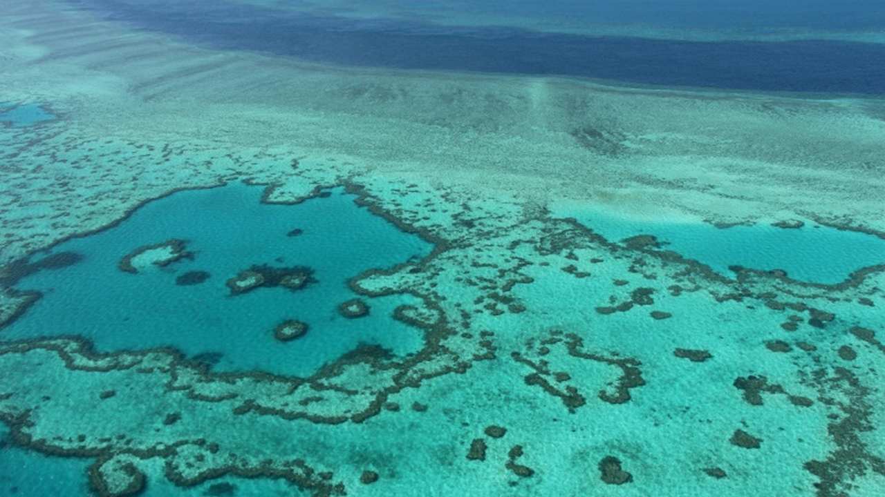 Scientists' apocalyptic warnings are scaring visitors out of Great Barrier Reef Scientists' apocalyptic warnings are scaring visitors out of Great Barrier Reef