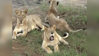 11 lions found dead within few days in Gujarat's Gir forest; forest officials say lung infection, infighting likely cause of death