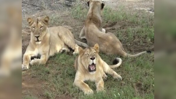 11 lions found dead within few days in Gujarat's Gir forest; forest officials say lung infection, infighting likely cause of death