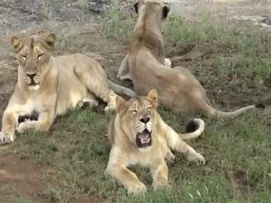 Death of another lioness in Gujarat's Gir forest brings toll to 14; seven injured lions rescued Death of another lioness in Gujarat's Gir forest brings toll to 14; seven injured lions rescued