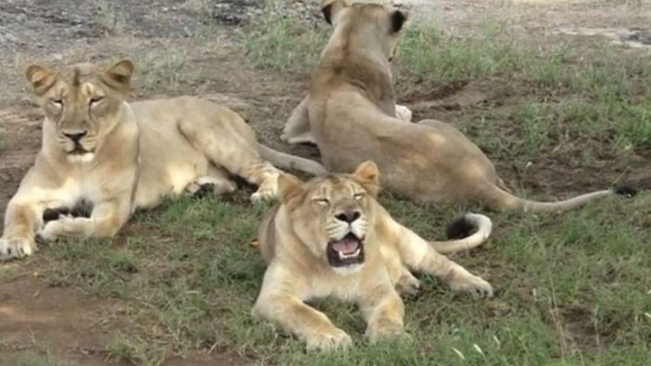 Representational image of lions in Gir forest. ANI