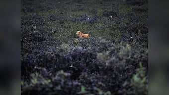 Bombay High Court orders complete construction freeze on mangroves, directs Maharashtra to protect privately-owned land