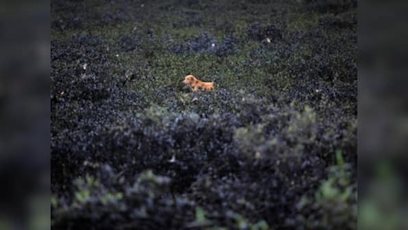 Bombay High Court orders complete construction freeze on mangroves, directs Maharashtra to protect privately-owned land