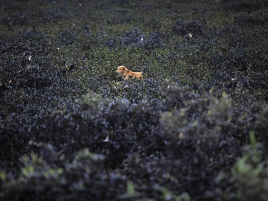 Bombay High Court orders complete construction freeze on mangroves, directs Maharashtra to protect privately-owned land Bombay High Court orders complete construction freeze on mangroves, directs Maharashtra to protect privately-owned land