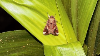 A new migrant insect is causing huge losses to dozens of crops found in Karnataka