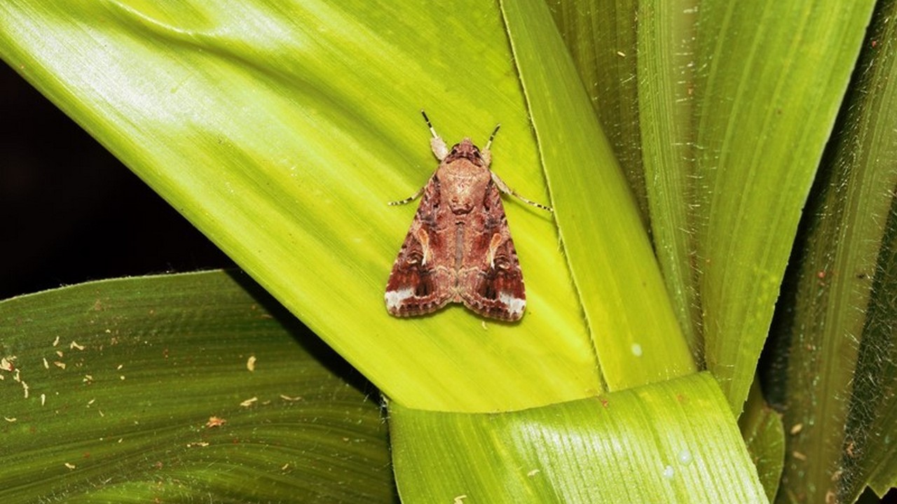 A new migrant insect is causing huge losses to dozens of crops found in Karnataka A new migrant insect is causing huge losses to dozens of crops found in Karnataka