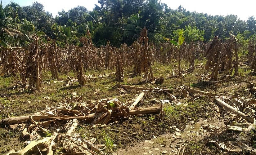 Plantains destroyed by the flood in Ernakulam's Kalady. Image procured by TK Devasia