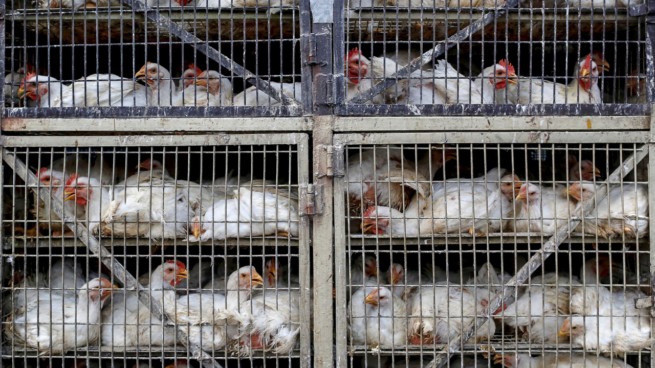 Inhumane, unregulated animal agriculture practices in India extract a heavy toll on us, and the environment Inhumane, unregulated animal agriculture practices in India extract a heavy toll on us, and the environment