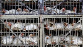 Inhumane, unregulated animal agriculture practices in India extract a heavy toll on us, and the environment