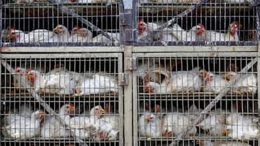 Inhumane, unregulated animal agriculture practices in India extract a heavy toll on us, and the environment