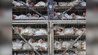 Delhi HC bans slaughtering of live birds in Ghazipur mandi; only their sale permitted