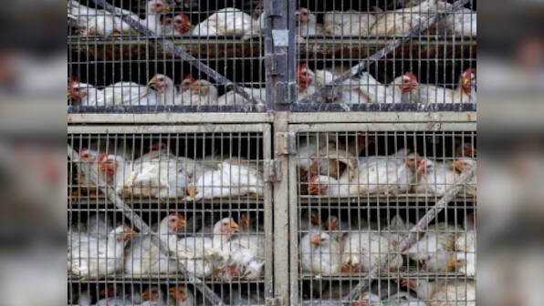 Delhi HC bans slaughtering of live birds in Ghazipur mandi; only their sale permitted
