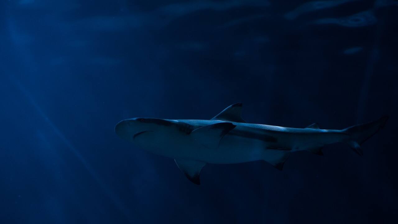 shark (1)