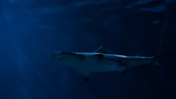 Scientists discover the first shark species to show omnivorous behaviour