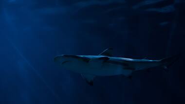 Scientists discover the first shark species to show omnivorous behaviour