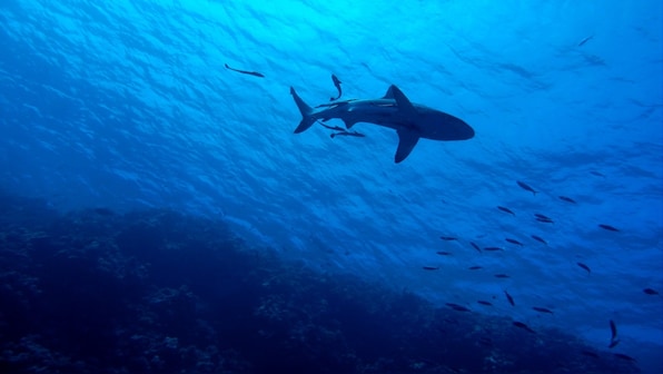 Drumlines are killing endangered sharks species in Great Barrier Reef: Experts