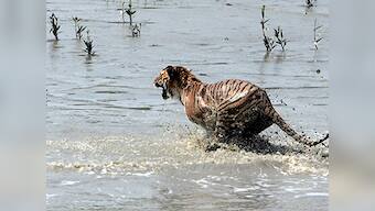 Uttarakhand HC orders CBI probe into deaths of tigers at Corbett reserve, asks agency to look into officials' 'connivance'