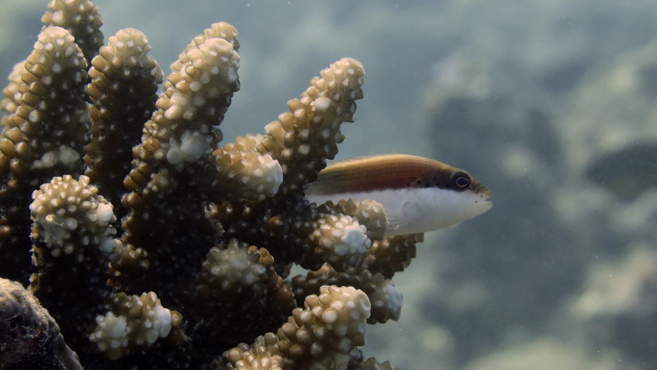 Hawkfish perches on Acropora branches