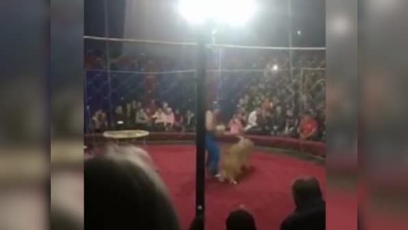 Circus lion slashes four-year-old girl's face in Russia; director detained, committee to investigate safety breaches