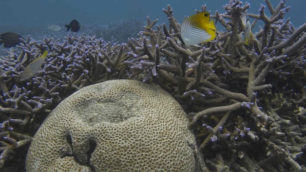 Coral reefs, at risk from climate change, also imperilled by rats