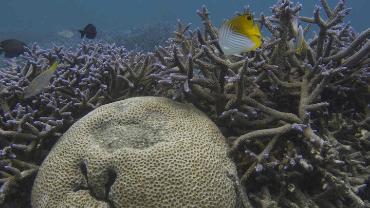 Coral reefs, at risk from climate change, also imperilled by rats