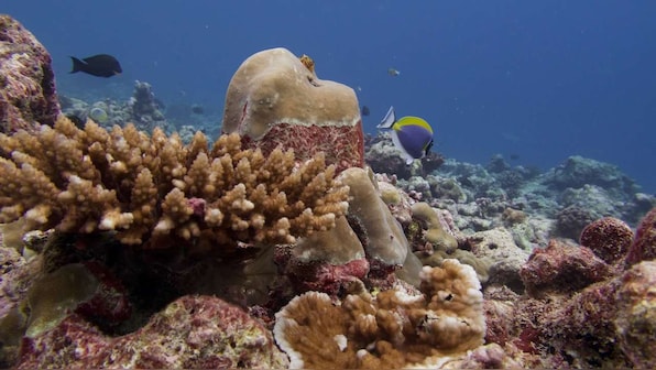 Lakshadweep's corals are dying, and they'll take the island's inhabitants with them