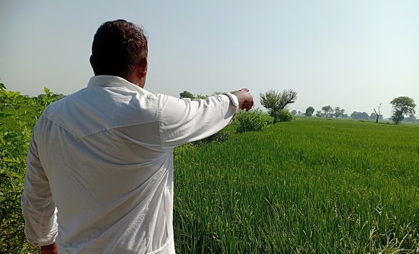 A farmer showing his paddy fields at Karontha village in Rohtak district