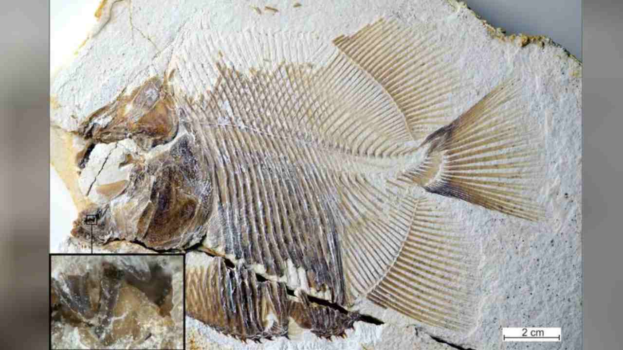 The fish fossil had sharp, pointed teeth that indicate it probably fed on the fins of other fish. Reuters