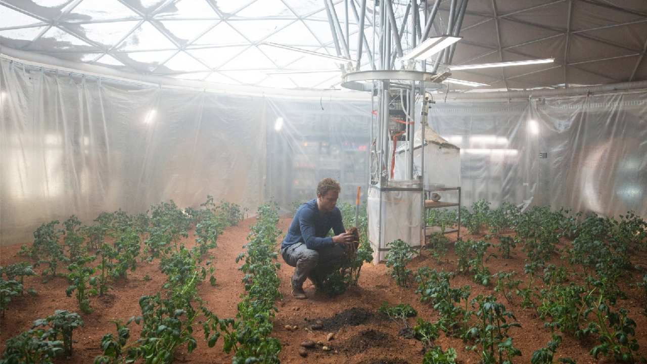 A symbiotic partnership between plant and fungus could offer a farming fix in space A symbiotic partnership between plant and fungus could offer a farming fix in space