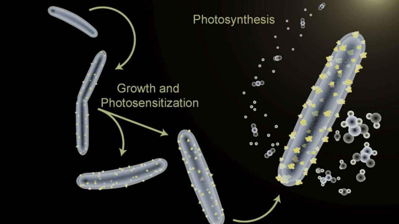 When it is fed with cadmium (an electron source), the bacteria adorn itself with cadmium sulfide particles that absorb light, creating an artificial photosynthesis system - a hybrid - that converts light from the body. sun and carbon dioxide in organic compounds. Courtesy of image: PNAS / UCB