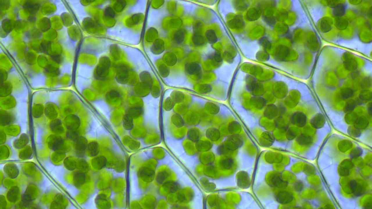 Living chloroplasts inside cells of Plagiomnium affine. Image courtesy: Wikimedia Commons